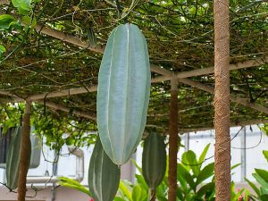 Fluted pumpkin/Ugu leaf