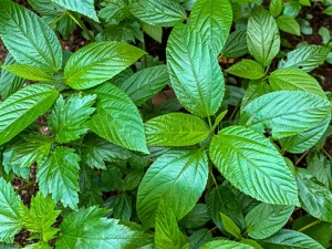 Jute mallow/Ewedu leaf