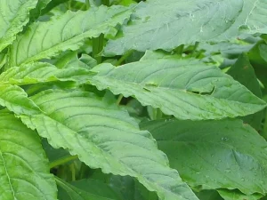 Amaranth/Green /Tete leaf